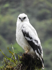 White hawk (Pseudastur albicolis)
