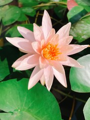 Beautiful of orange pink lotus flowers tropical with green leaves