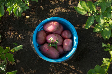 Red potato tubers in the blue plastic bucket on the brown soil background
