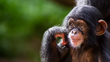 Gartenposter Close up portrait of a cute baby chimpanzee being happy © Patrick Rolands