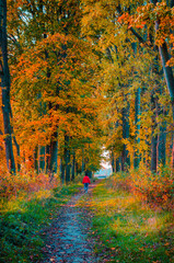 Beautiful autumn forest with golden leaves. Fall landscape