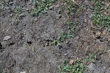 Various green plants on drought-cracked soil. Natural garden  background.