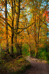 Beautiful autumn forest with golden leaves. Fall landscape