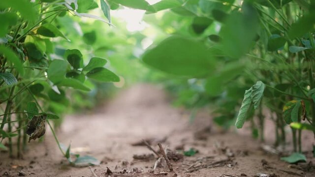 agriculture. soybean plantation a field green bean plant close-up. business agriculture concept. soybean growing vegetables plant care. green bio field soybean movement. agriculture farm