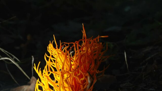 The fine tip of the Cordyceps militaris fungus found in the forest in Estonia