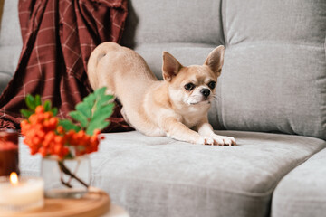 Funny puppy chihuahua lying on couch and pillow under plaid indoors. Cute Little dog home warming under blanket in cold fall autumn winter weather. Pet animal in living room with candle and decor.
