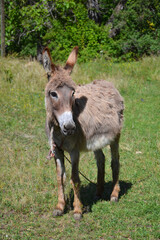 Obraz na płótnie Canvas donkey in the meadow
