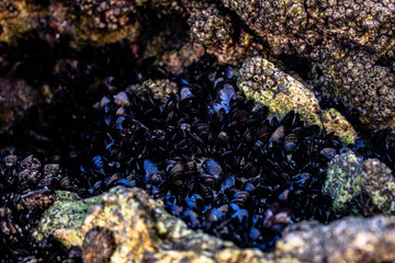 Sea fruits