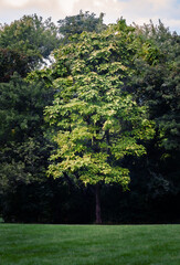 Fototapeta na wymiar Tree before the autumn