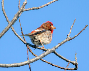 Purple Finch - Male Perched