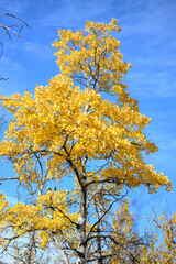 autumn tree in the sky
