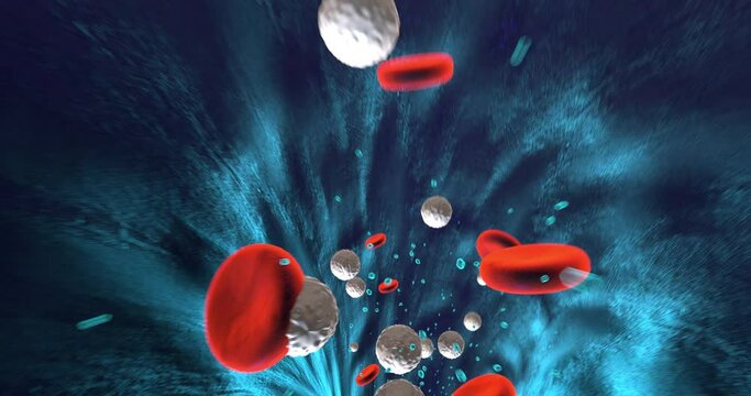 Human Red And White Blood Cells Flowing Inside Human Vein. Perfect Loop. Science And Health Related High Quality 3D Animation.