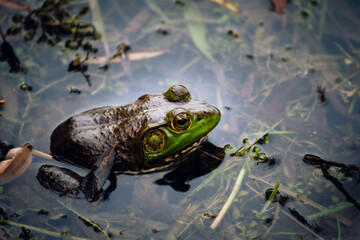 Frog in the water highly detailed