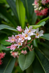 pink and white flower