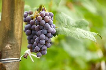 blue grapes in the organic garden