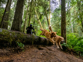 Mountain biker riding with his trail dogs. 