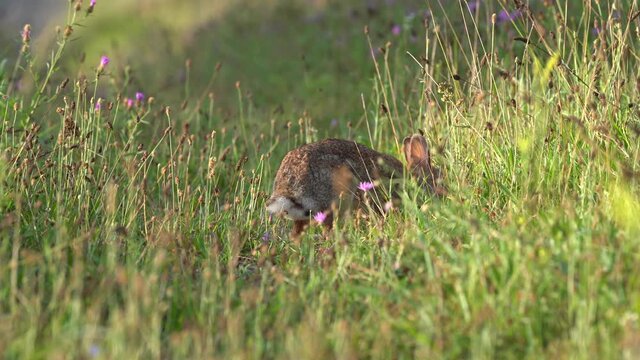 A wild rabbit grazing in a grassy field in the early morning light.