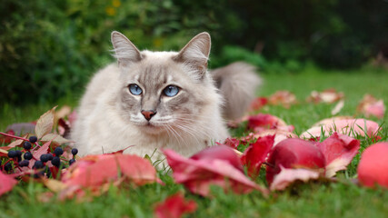 A cute gray cat with blue eyes lies on autumn red leaves. A bright fall portrait of a Thai cat with a color.