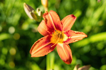 Fototapeta na wymiar close up of one beautiful orange lily flower blooming under the sun in the garden