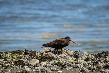 close up of a oystercatcher walking on the rocky coast searching for food