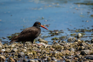 close up of a oystercatcher walking on the rocky coast searching for food