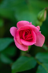 close up top view of a beautiful pink rose blooming on top of the bushes