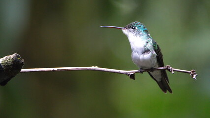 Andean emerald (Amazilia franciae) hummingbird perched on a twig in Mindo, Ecuador