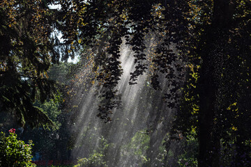 water spray under the shade of the foliage of the trees in the park with sunlight shine through the branches