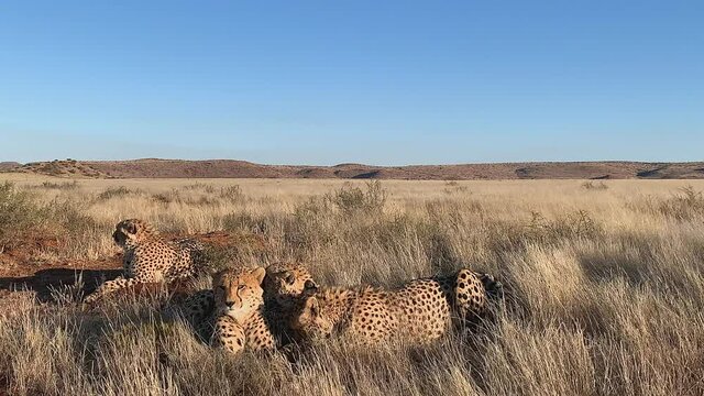 Family of Cheetahs lay in African afternoon heat on dry savanna