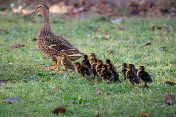 Mallard mother duck and ducklings