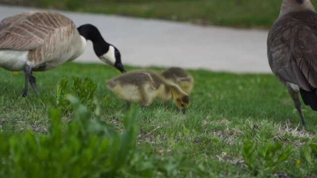 Canadian goose goslings peck at green grass to eat with adult geese