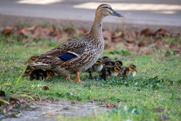 Mallard mother duck and ducklings