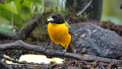 Black-chinned mountain tanager (Anisognathus notabilis) in Mindo, Ecuador