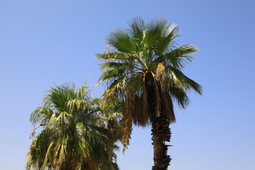 Obraz na płótnie Canvas palm tree in the wind