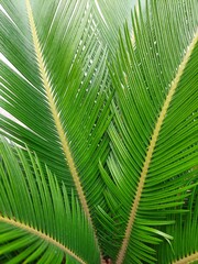 Naklejka na ściany i meble Photography of revoluta cica palm foliage. Garden Sago. 