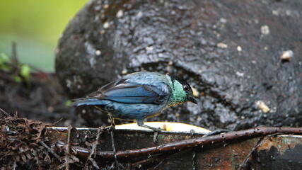 Black-capped tanager (Stilpnia heinei) eating banana at a feeder in Mindo, Ecuador