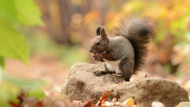 くるみを食べるエゾリス