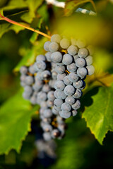 Ripe cabernet grapes ready for harvest in the farm