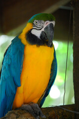 blue and yellow macaw