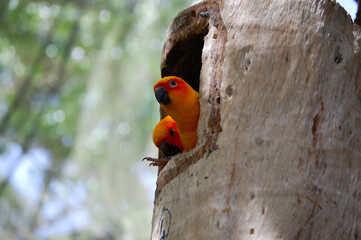 Orange parrot in Australia.