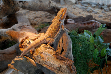 Lizard in Australia.