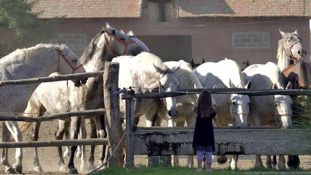 Child and a herd of horses curiously staring at each other while almost touching in yard separated only by a wooden fence 