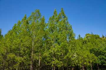 Fototapeta premium Green Metasequoia forest , kagawa, Shikoku, Japan