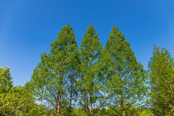 Green Metasequoia forest , kagawa, Shikoku, Japan	