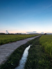The concrete road on both sides is a growing rice field in the evening when the sun goes down.