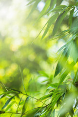 Bamboo green color in nature with copy space. Bamboo leaf and copy space.