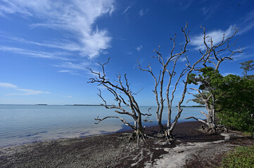 Beautiful high altitude late summer cloudscape over Florida Bay in Everglades National Park, Florida.