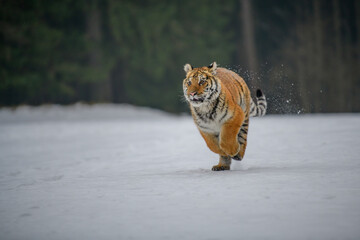 Siberian Tiger running in snow. Beautiful, dynamic and powerful photo of this majestic animal. Set in environment typical for this amazing animal. Birches and meadows