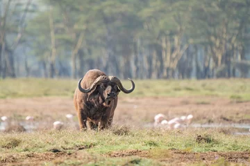 Cercles muraux Parc national du Cap Le Grand, Australie occidentale A Big old Cape Buffalo Dagga Bull ( Syncerus caffer) on a open grass plain