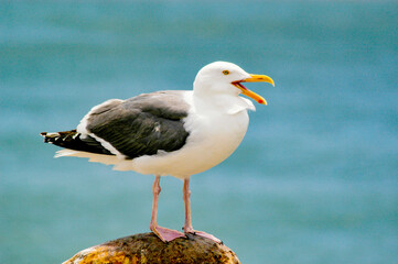 A seagull sitting on a pier piling by the ocean.